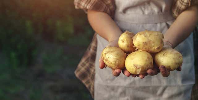 Una agricultora muestra cinco patatas en sus manos.