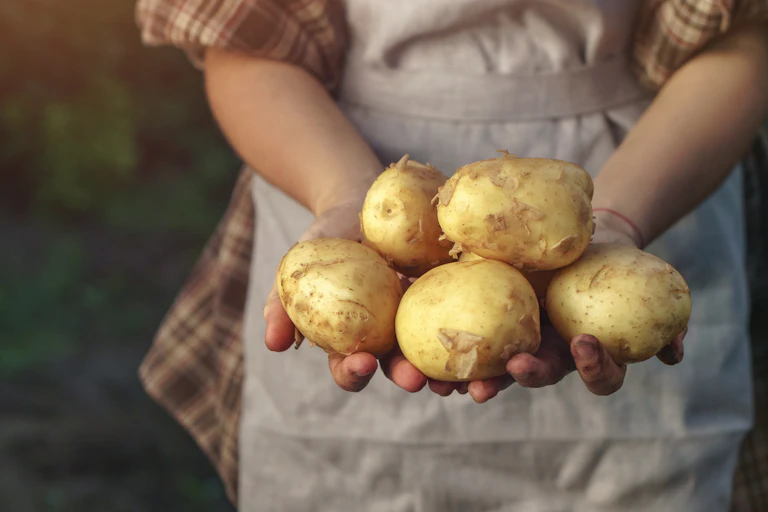 Una agricultora muestra cinco patatas en sus manos.