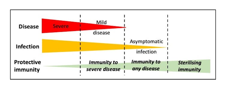 A graph showing the inverse relationship between coronavirus infection severity and protective immunity.