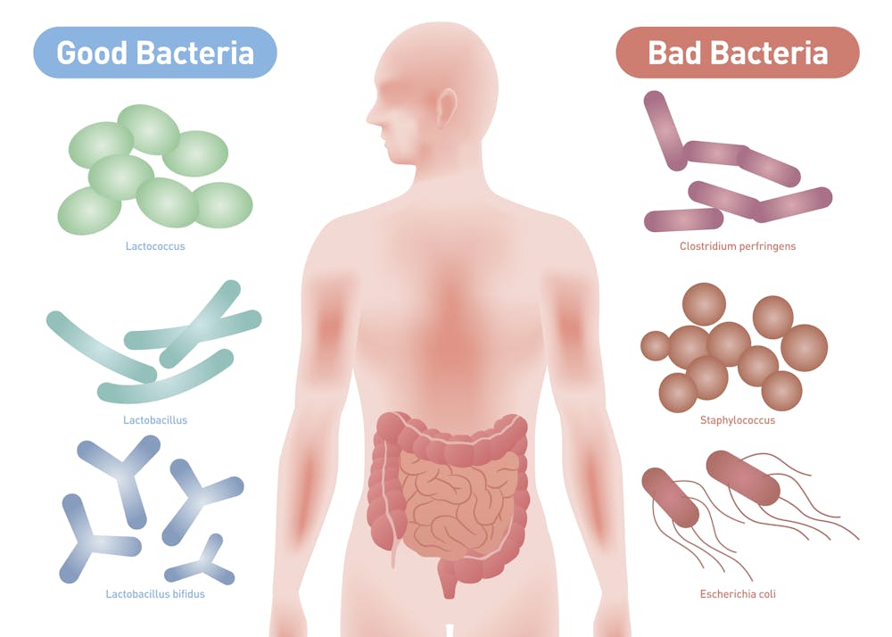 favoreciendo la absorción de nutrientes y protegiéndonos contra enfermedades