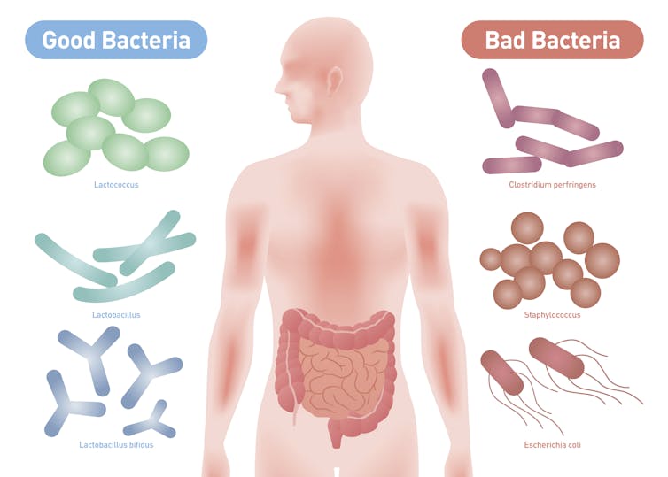 Así es como tus bacterias y microbios pueden salvarte de enfermedades como el COVID-19