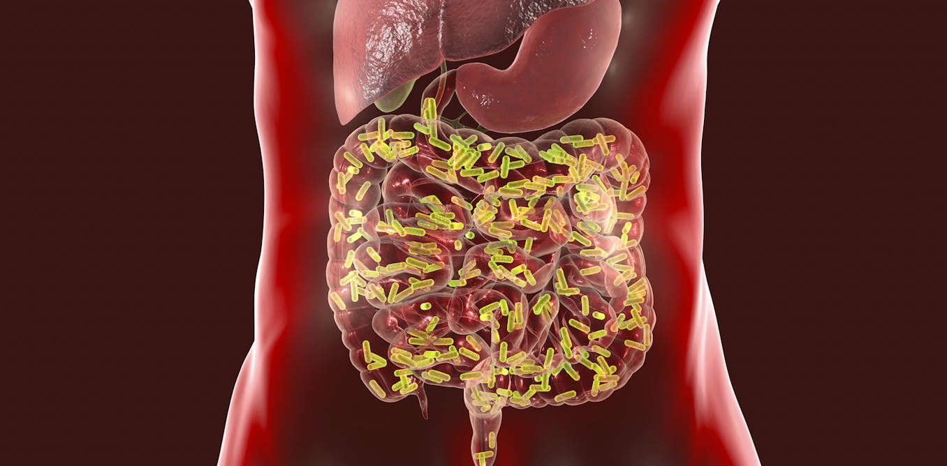 A healthy microbiome builds a strong immune system that could help defeat COVID-19 A healthy microbiome builds a strong immune system that could help defeat COVID-19