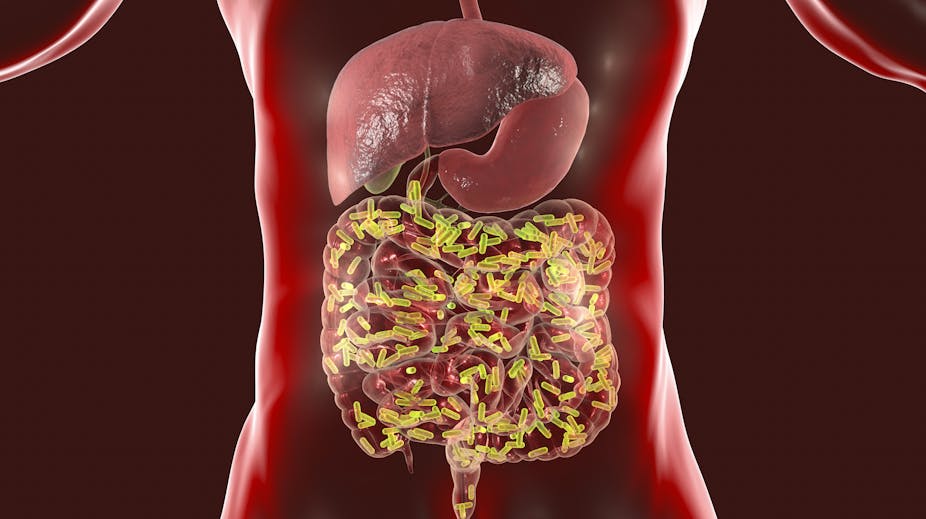 A healthy microbiome builds a strong immune system that could help defeat COVID-19