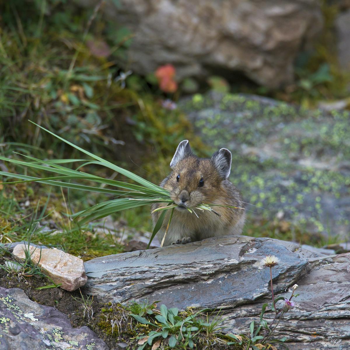 Pikas are adapting to climate change remarkably well, contrary to many  predictions