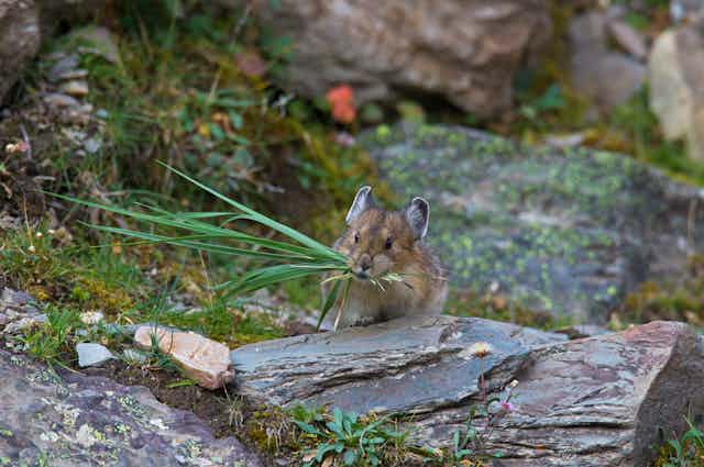 Pika in rocky area with a mouthful of grass