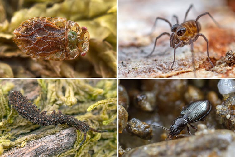 zooming in on Australia's hidden world of exquisite mites, snails and beetles