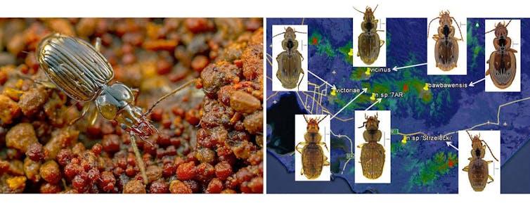 zooming in on Australia's hidden world of exquisite mites, snails and beetles