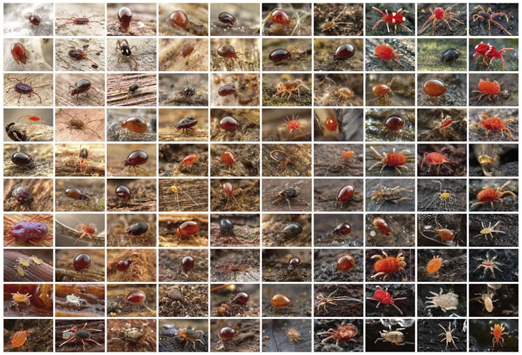Photos from the field: zooming in on Australia's hidden world of exquisite mites, snails and beetles