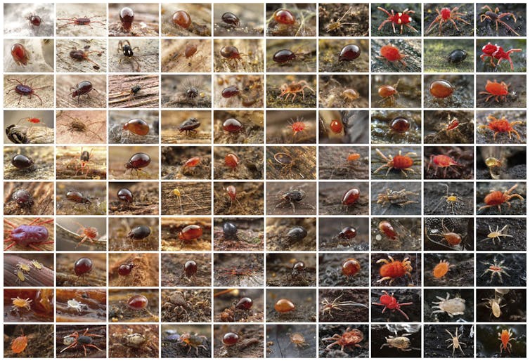 zooming in on Australia's hidden world of exquisite mites, snails and beetles