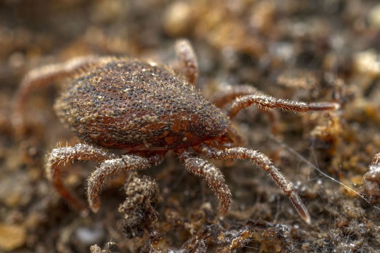 Photos from the field: zooming in on Australia's hidden world of exquisite mites, snails and beetles