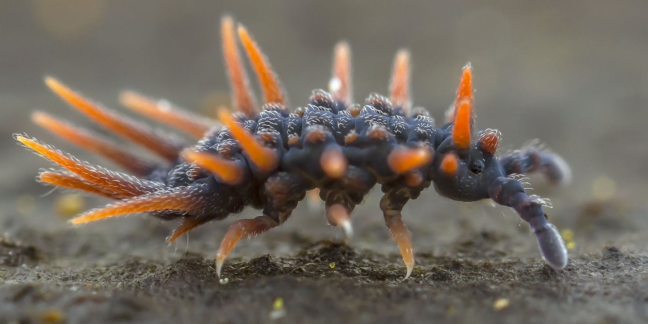 Everything About Springtails Explained - Including Terrariums, Conspiracy  and Ancient History – ome