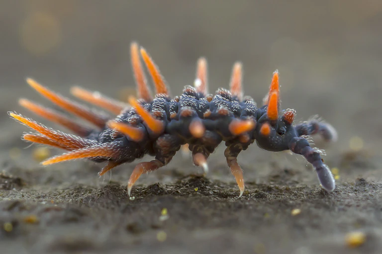 A dragon springtail: bluish grey, with orange spikes.