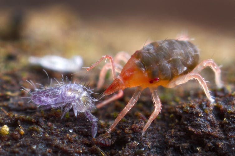 zooming in on Australia's hidden world of exquisite mites, snails and beetles
