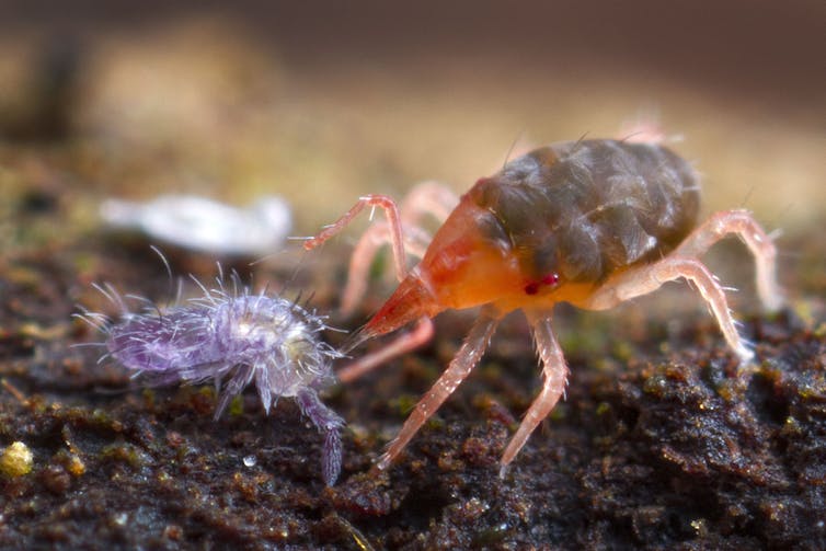 Photos from the field: zooming in on Australia's hidden world of exquisite mites, snails and beetles