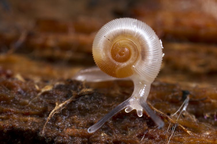 A translucent land snail