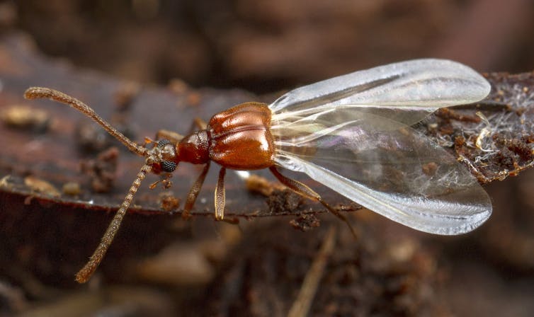 A bronze-coloured beetle with delicate, translucent wings