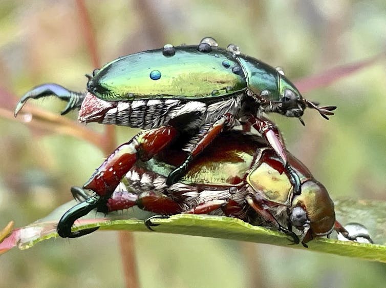One shiny green beetle on top of another