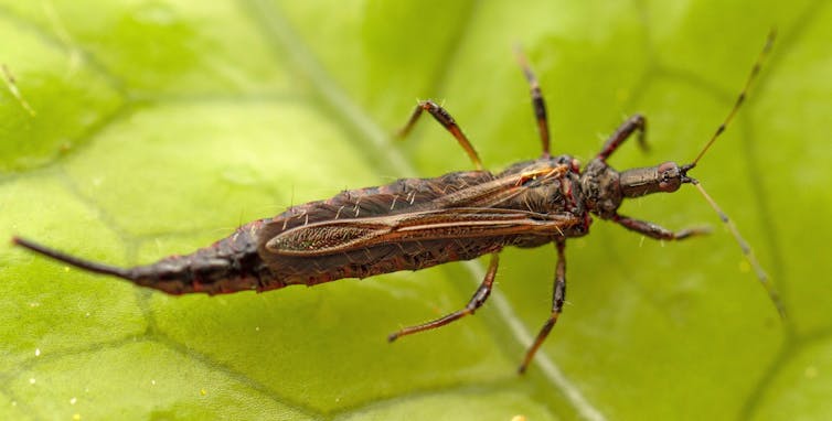 A long, brown and orange thrips with six legs.