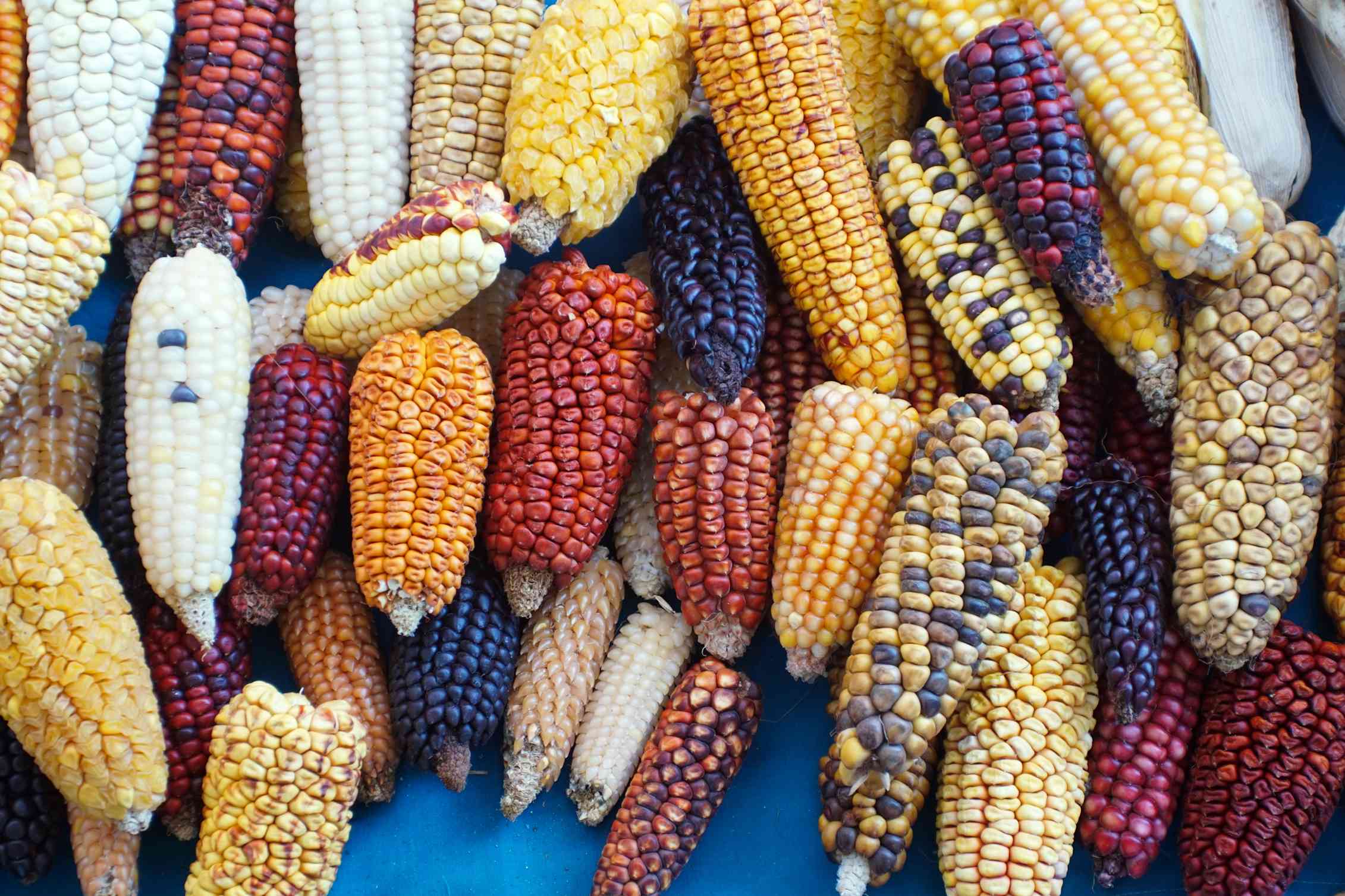 Виды кукурузы в Перу