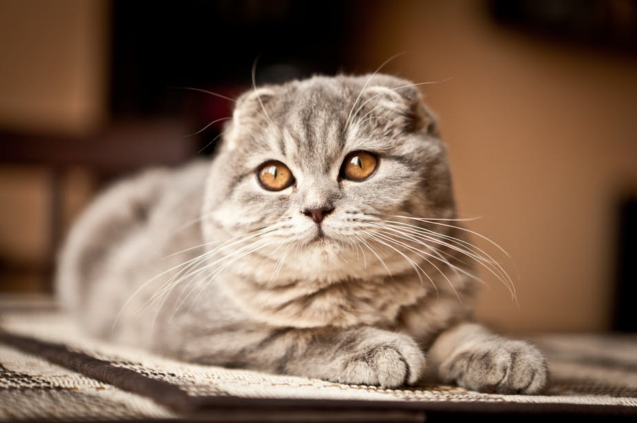 A grey Scottish fold cat lying down.