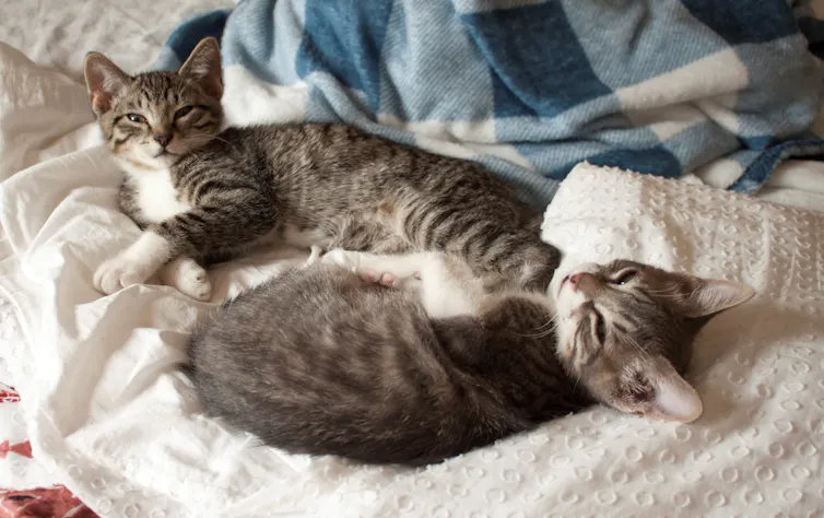 A pair of kitten siblings