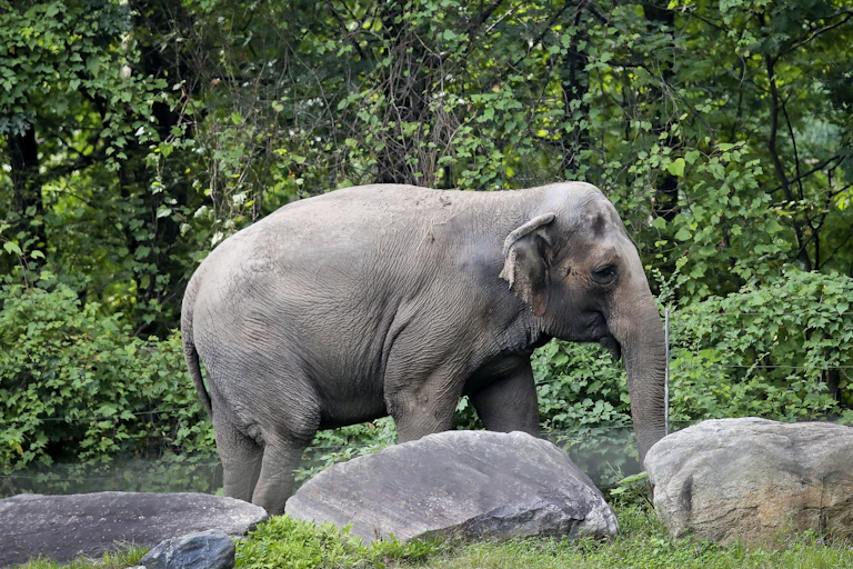 A lone elephant strolls past rocks and trees in a zoo enclosure.