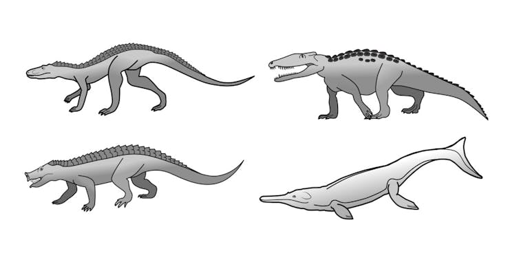 Crocodiles today look the same as they did 200 million years ago. Computer drawings of four types of crocodiles with no direct descendants