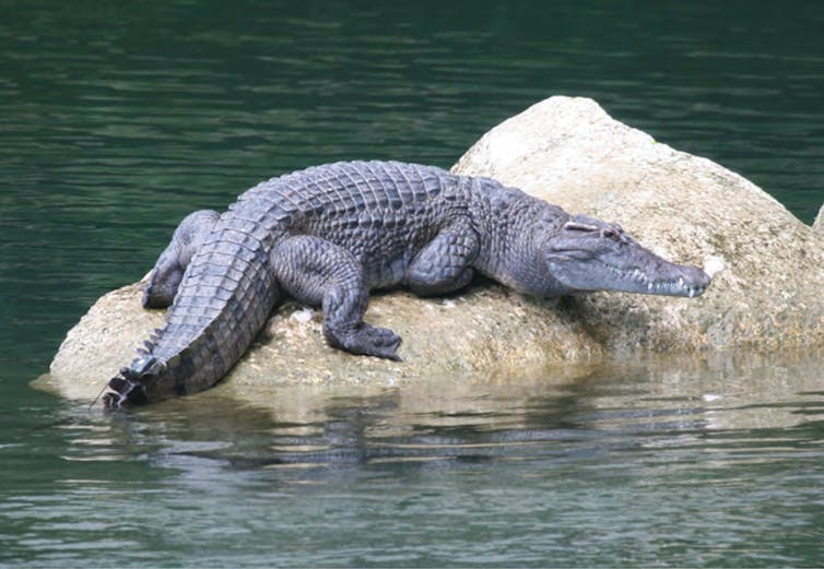 Crocodile basking on a rock in a river