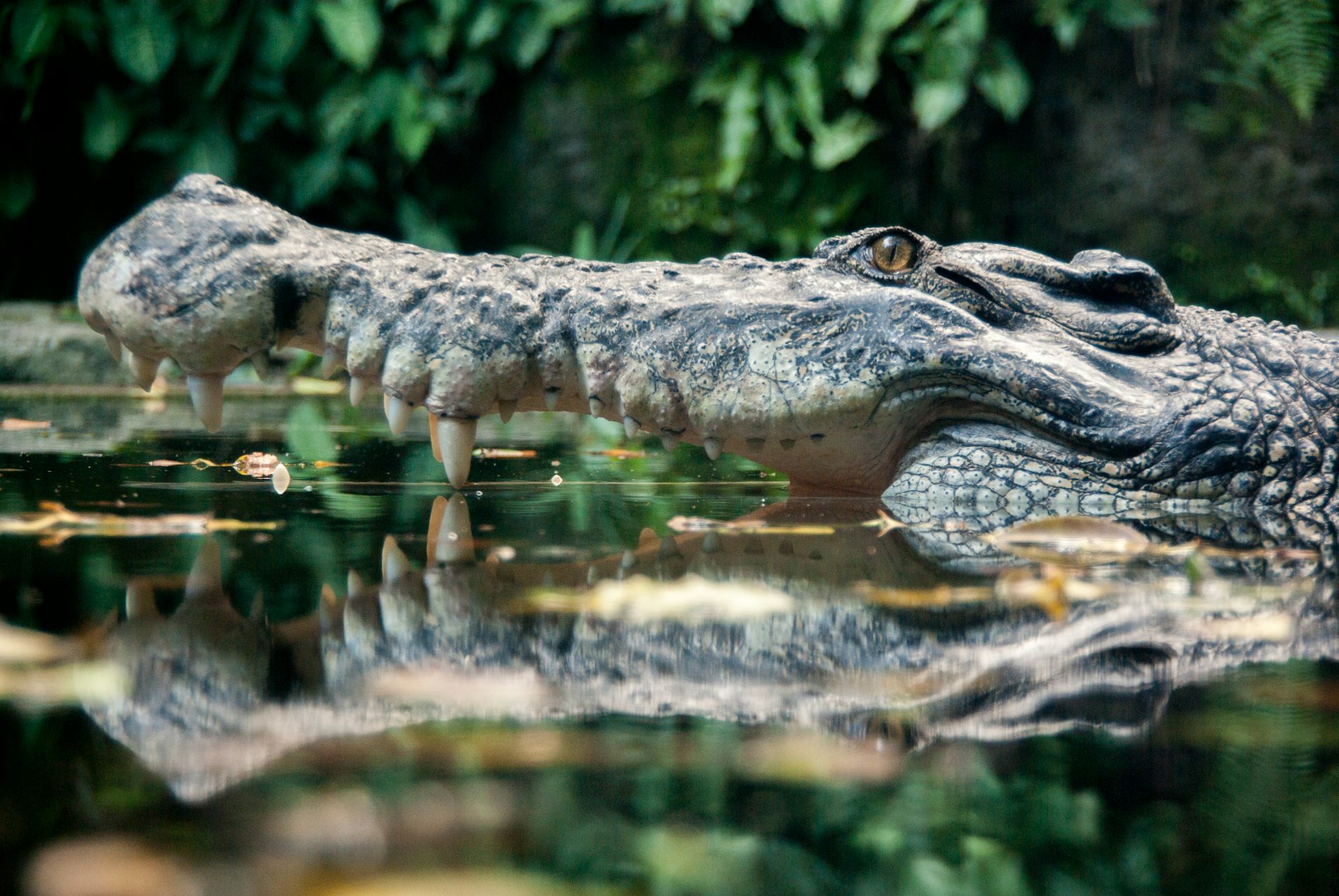 the crocodile dostoevsky