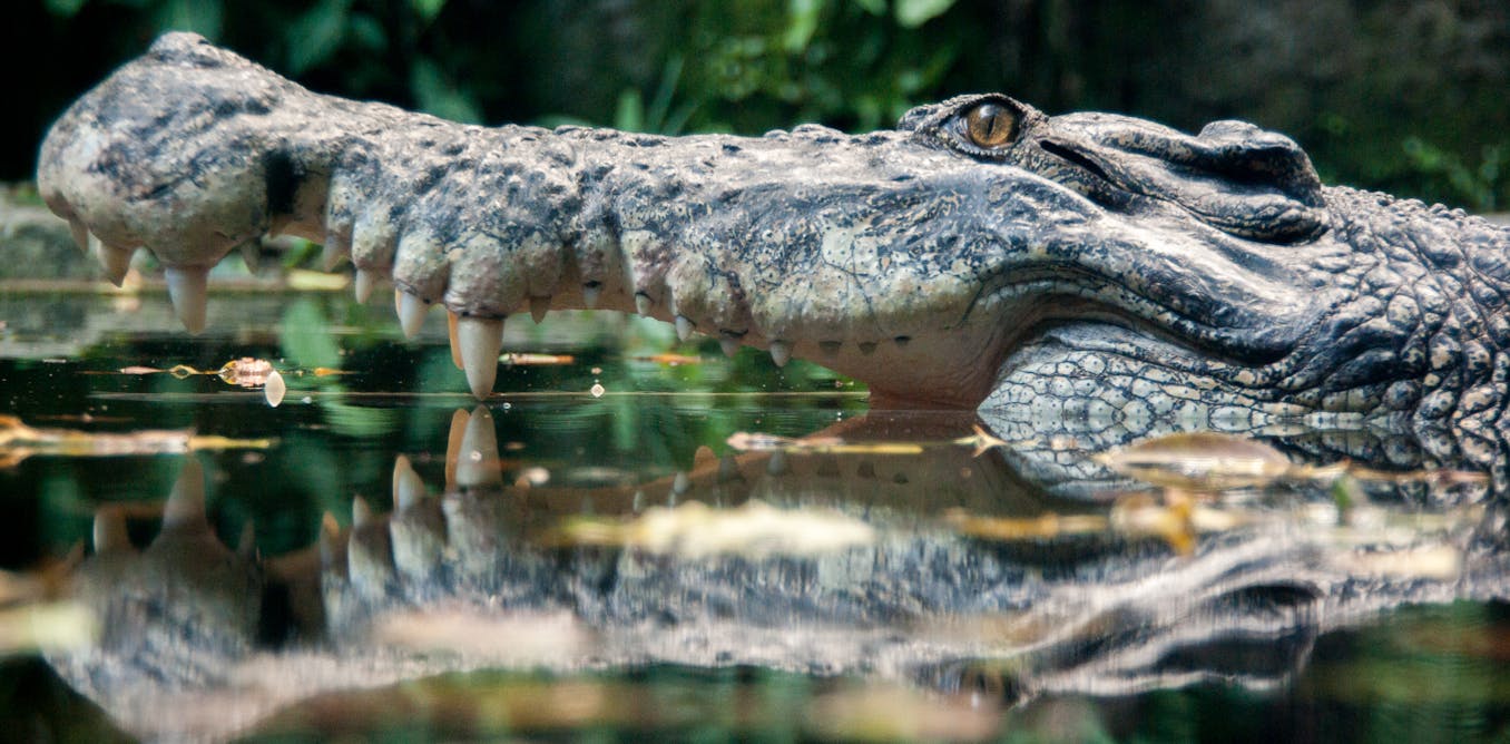 Crocodiles Today Look The Same As They Did 200 Million Years Ago Our crocodiles-today-look-the-same-as-they-did-200-million-years-ago-our