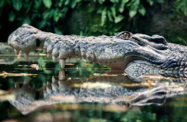 A submerged crocodile in profile