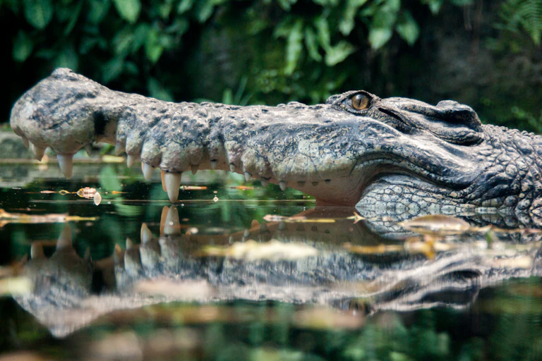 A submerged crocodile in profile