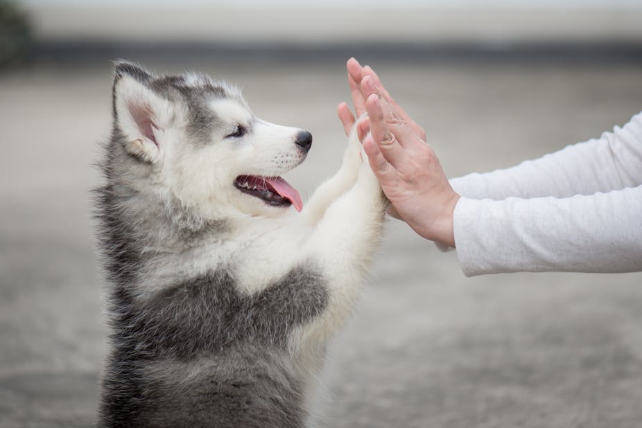 A puppy high-fiving a person.