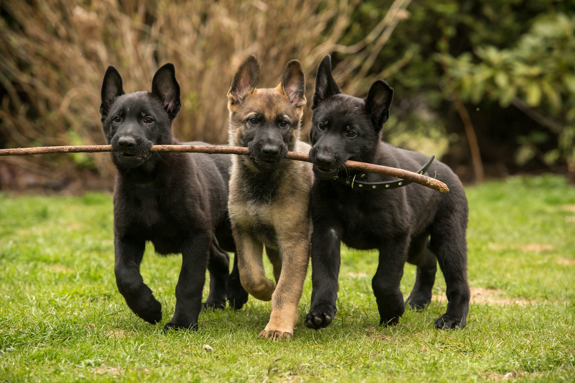 Three puppies holding onto a branch.