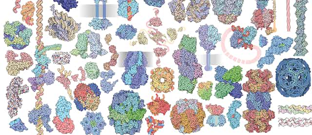 An illustration showing drawings a variety of proteins