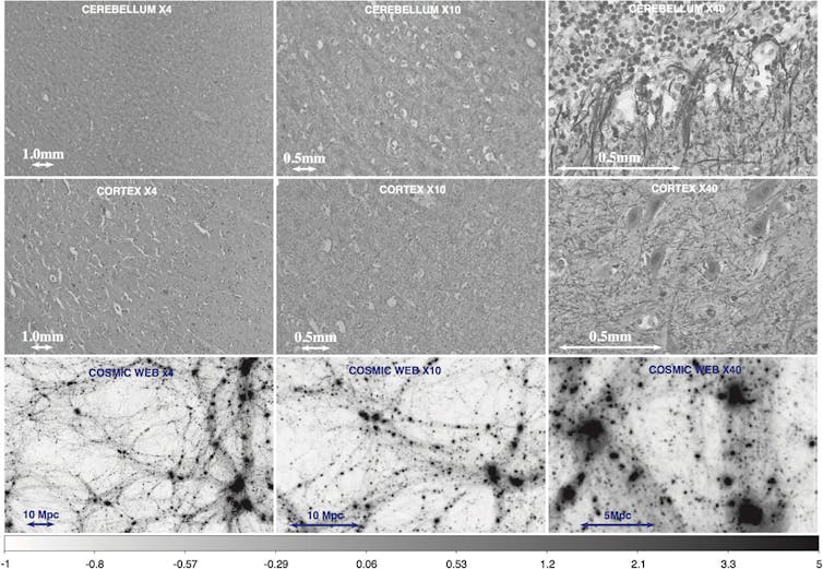 Cerebro y universo: ¿evolucionan de la misma forma? 12 file 20210107 17 1m6xrlm.jpg?ixlib=rb 1.1