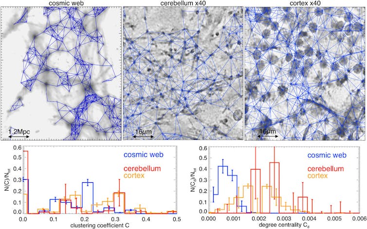 Cerebro y universo: ¿evolucionan de la misma forma? 13 file 20210107 21 1huhwyp.jpg?ixlib=rb 1.1