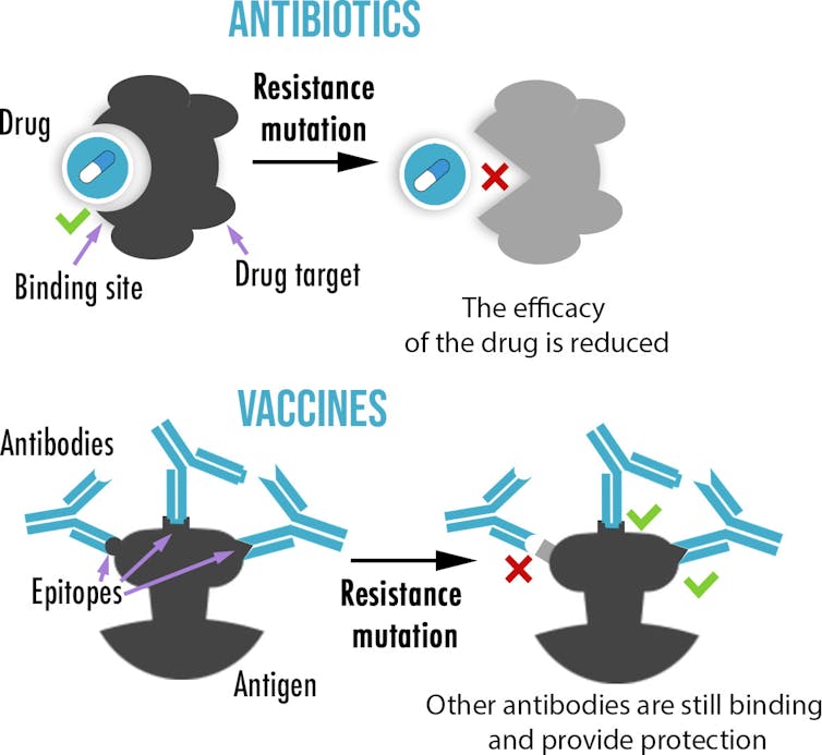A graph showing that while antibiotics usually have only one target, vaccines create multiple antibodies binding to a different part of an antigen, making the evolution of resistance more difficult