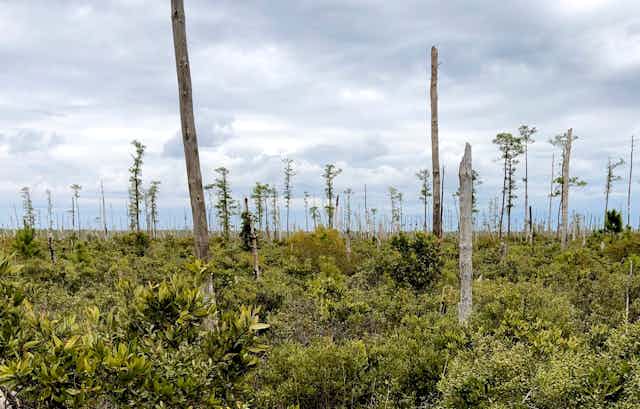 Coastal North Carolina forest studded with dead trees