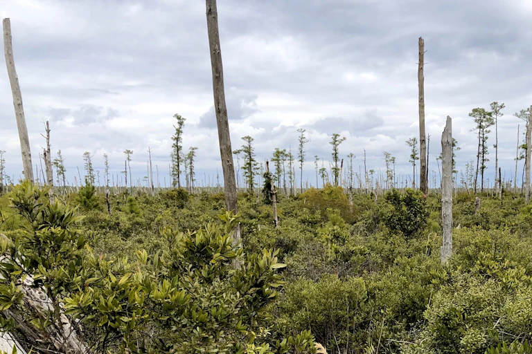 Coastal North Carolina forest studded with dead trees