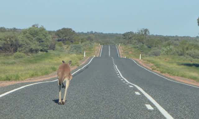 Kangaroo jumping along a road