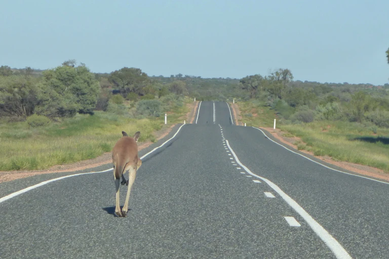 Kangaroo jumping along a road