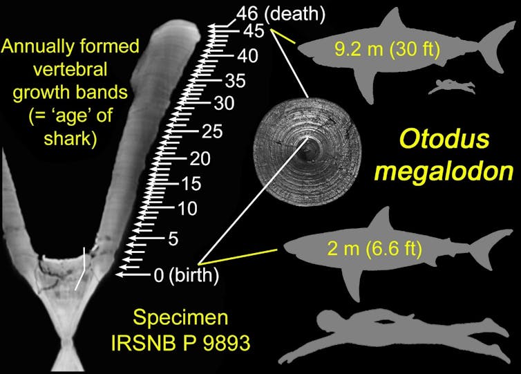 Growth bands in a vertebra of the extinct shark along with its size at birth and death, next to a typical adult human.
