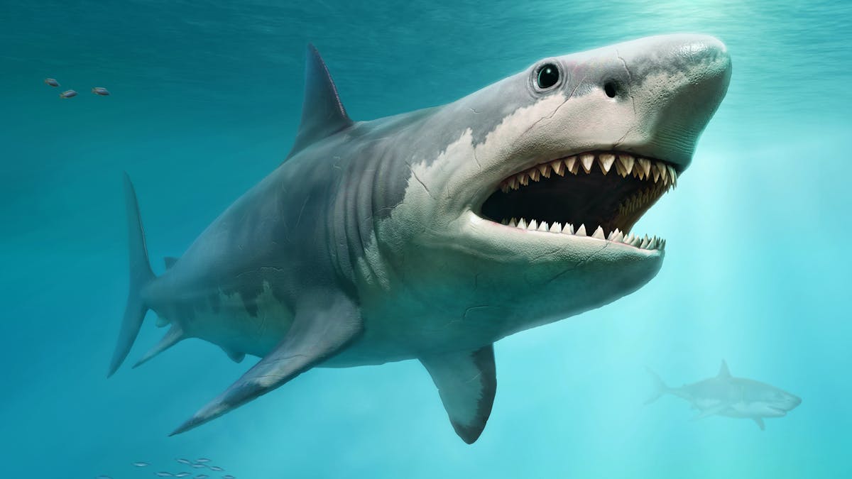 Giant Ancient Sharks Had Enormous Babies That Ate Their Siblings In The Womb Giant Ancient Sharks Had Enormous Babies That Ate Their Siblings In The Womb