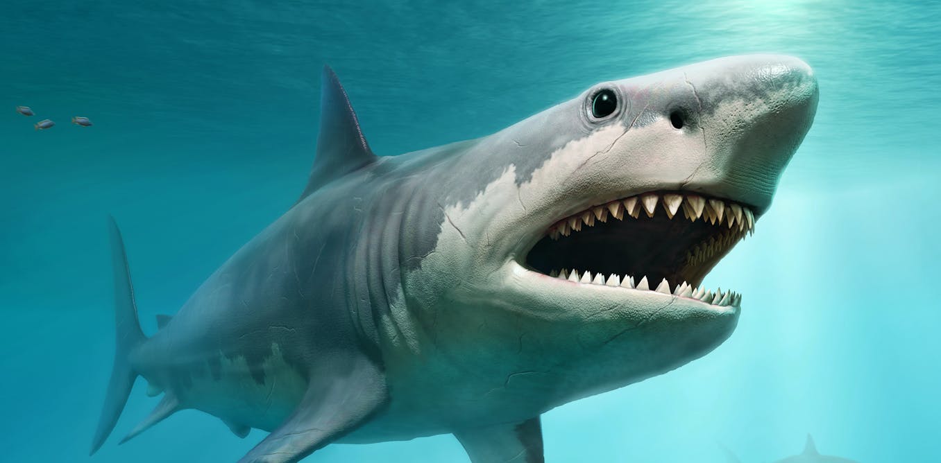 Giant Ancient Sharks Had Enormous Babies That Ate Their Siblings In The Womb Giant Ancient Sharks Had Enormous Babies That Ate Their Siblings In The Womb