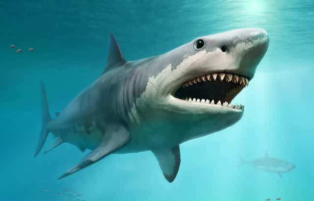 A drawing of a Megalodon