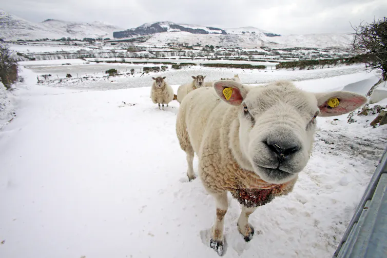 A sheep in snowy field looks at camera.