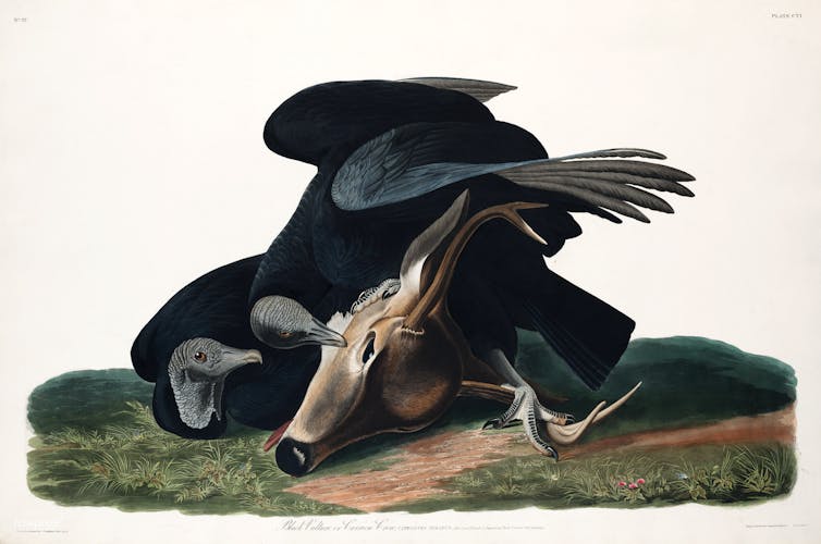 An illustration of two vultures with the head of a calf.