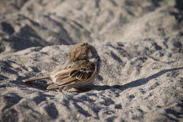 A sparrow preening on a beach