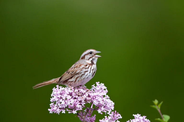 A song swallow chirping on a lilac flower